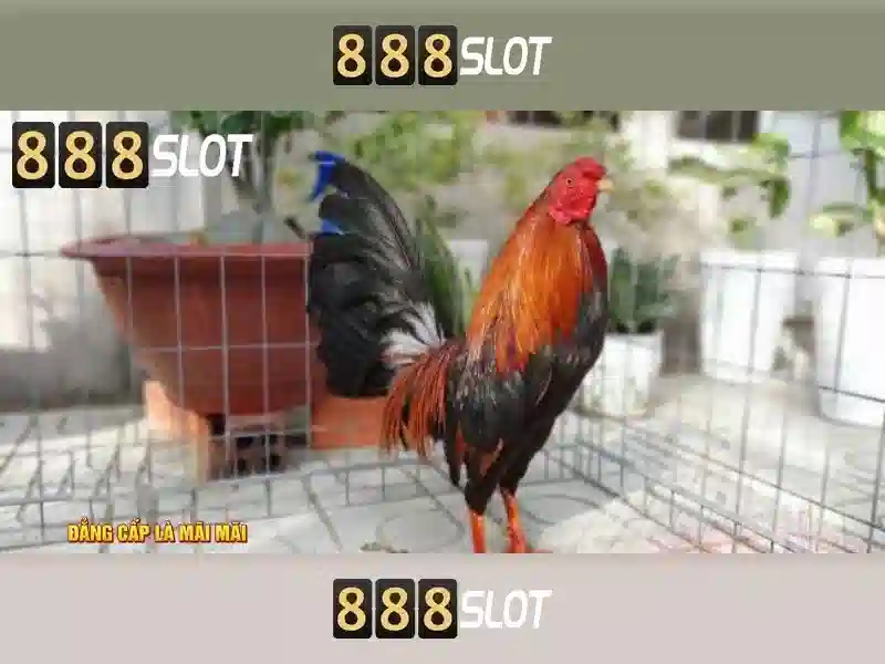 Đăng Nhập